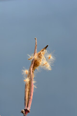 Common oleander