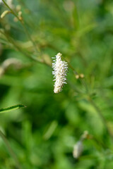 White Oriental Burnet