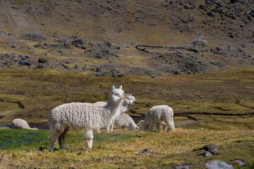 Fototapeta premium White alpacas in the Andes of Peru.