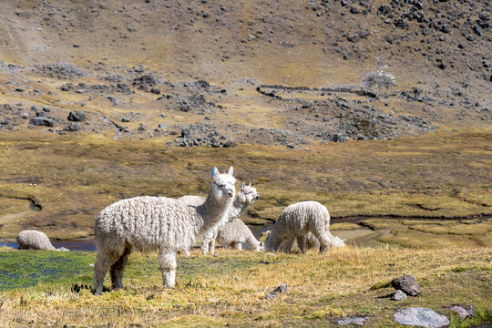 White alpacas in the Andes of Peru.