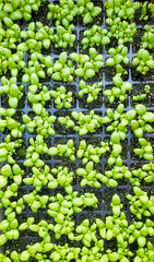 Top down view of organic basil seedlings in a container.