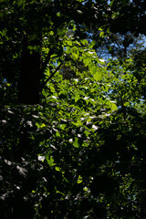 green forest lush with leaves, foliage and bush texture in summer nature