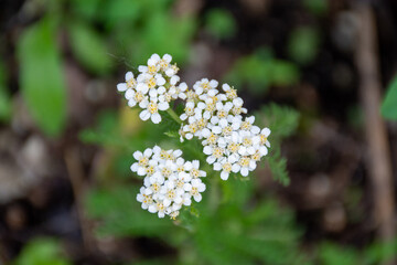 Yarrow flowers blossoming golden and white