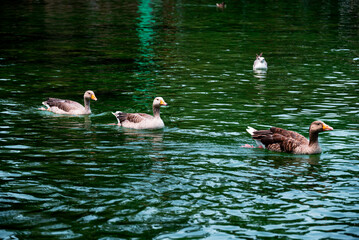 Three geese swim one after another in emerald water in an artificial pond in the Ciutadella Park in Barcelona.
