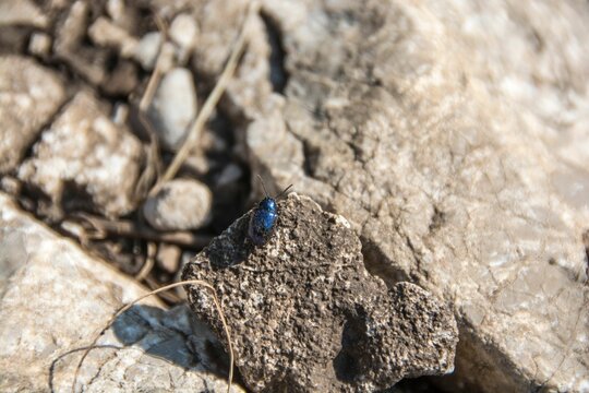 Chrysochus asclepiadeus (Leaf beetle), Rtanj, Serbia