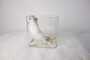 white siberian hamster in a small cubic transparent cage tries to escape