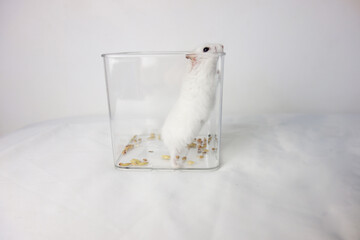 white siberian hamster tries to escape a transparent small cage