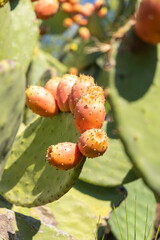 Prickly pear cactus close up with fruit in red color