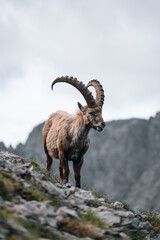 Steinböcke beim Frühstück am Weg zum Sonnjoch in Tirol