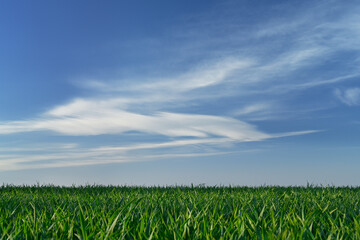 Green field with great sky with beautiful clouds.