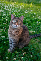 Obraz premium Cat portrait outdoors in spring