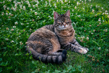 Cat portrait outdoors in spring