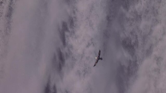 Northern Fulmar flying in front of majestic Skogafoss waterfall. Bird in front of a waterfall. Fulmarus glacialis