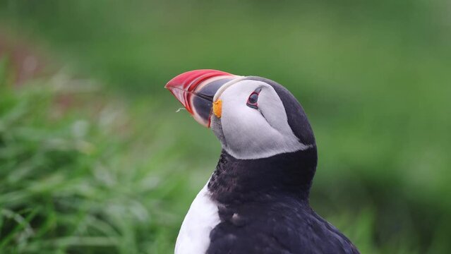 Atlantic puffin Fratercula arctica head shot of a bird yawning. Funny bird clip
