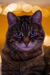 Cat portrait with fairy light background