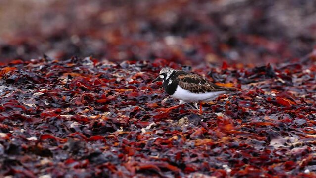 Ruddy turnstone in breeding plumage foraging for food on a seaweed on the coast of Iceland. Arenaria interpres