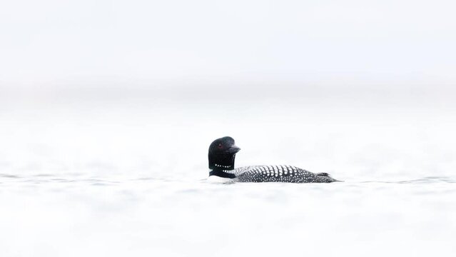 Great Northern Diver Gavia immer swimming. Common loon on lake Myvatn in Iceland close up