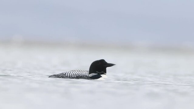 Great Northern Diver Gavia immer swimming. Common loon on lake Myvatn in Iceland close up