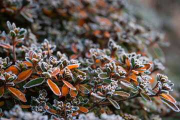 Frozen bush in morning dew
