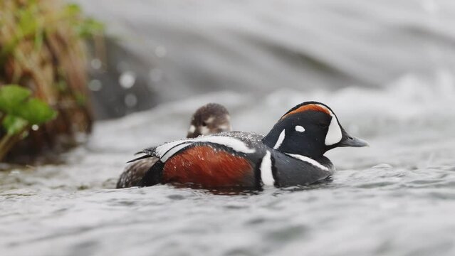 Histrionicus histrionicus. Harlequin Ducks swimming in Laxa river in Iceland