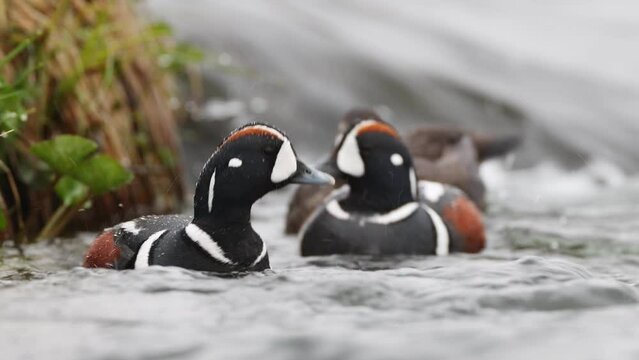 Histrionicus histrionicus. Harlequin Ducks swimming in Laxa river in Iceland