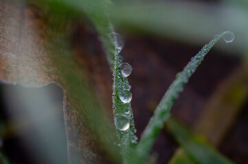 Frozen droplets and dew on grass