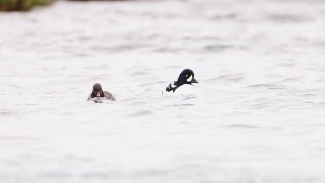 A pair of barrows goldeneye Bucephala islandica courtshiping. Male and female on River Laxa in Iceland