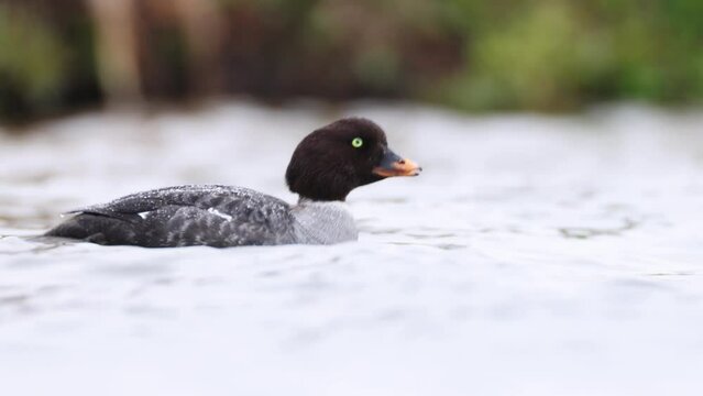 Female Barrows Goldeye on Laxa river in Iceland. Bucephala islandica swimming