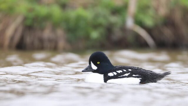 Male Barrows Goldeneye swimming. Bucephala islandica on Laxa river in Northern Iceland