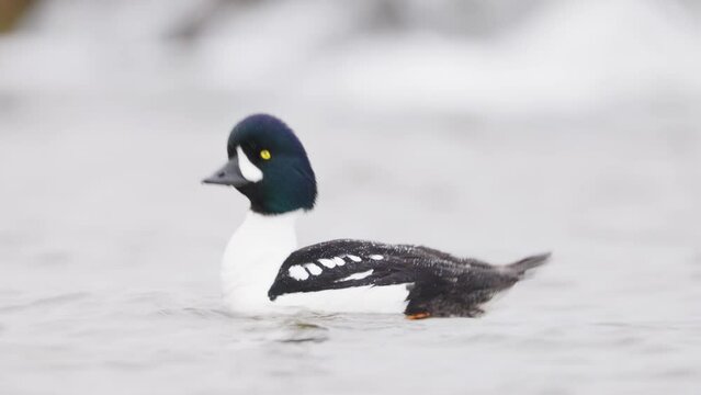 Male Barrows Goldeneye swimming. Bucephala islandica on Laxa river in Northern Iceland