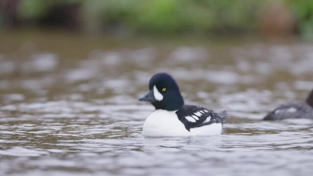 Male Barrows Goldeneye swimming. Bucephala islandica on Laxa river in Northern Iceland