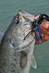 A largemouth bass caught on a jig-n-pig