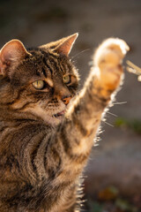 Playing cat portrait in sunshine