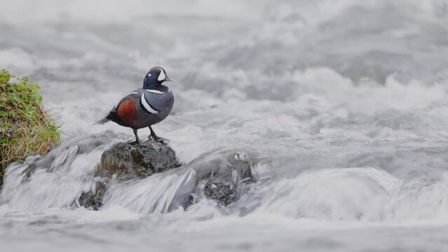 Histrionicus histrionicus. Harlequin Ducks swimming in Laxa river in Iceland