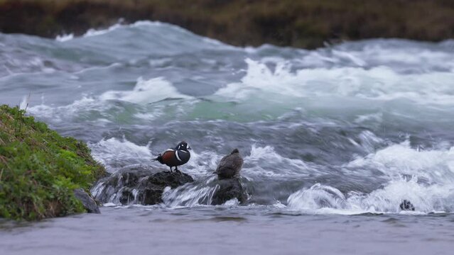 Histrionicus histrionicus. Harlequin Ducks swimming in Laxa river in Iceland
