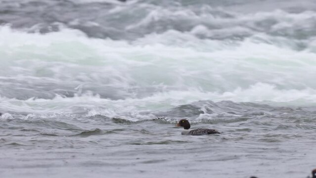 Female Barrows Goldeye on Laxa river in Iceland. Bucephala islandica swimming