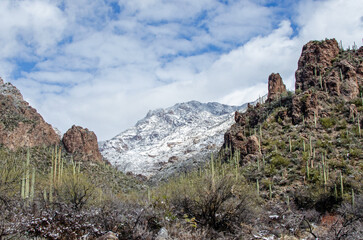 Fototapeta na wymiar Snow in a sonoran desert canyon