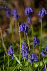 Bluebell flower
