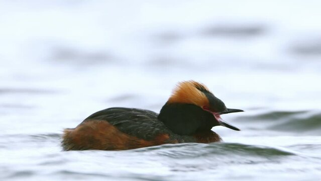 Slavonian Grebe, Horned grebe auritus swimming on Lake Myvatn. Close up