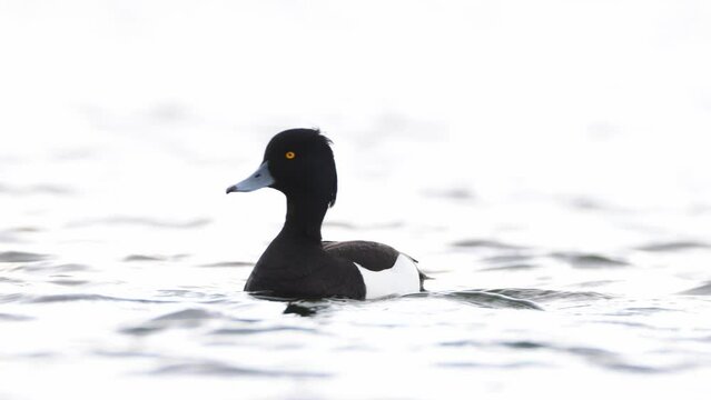 Drake Tufted duck on lake Myvatn in Iceland. Aythya fuligula male in gorgeous light