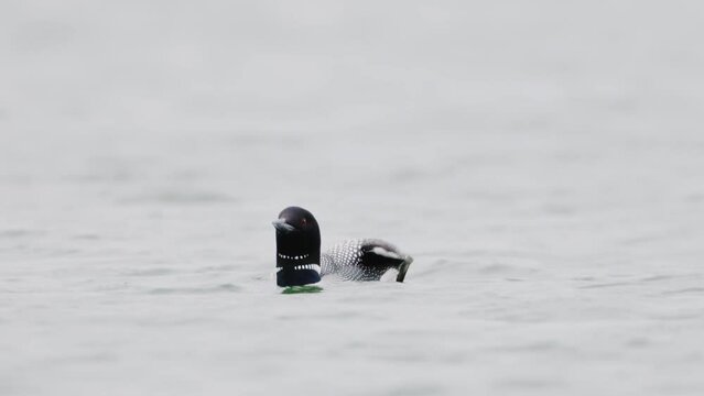 Great Northern Diver Gavia immer swimming. Common loon on lake Myvatn in Iceland close up