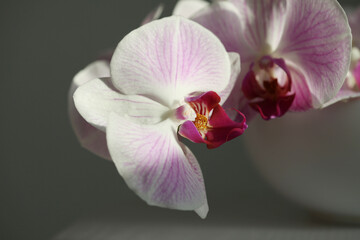 Close up Pink phalaenopsis orchid flower on gray . Selective soft focus. Minimalist still life. Light and shadow nature horizontal background.
