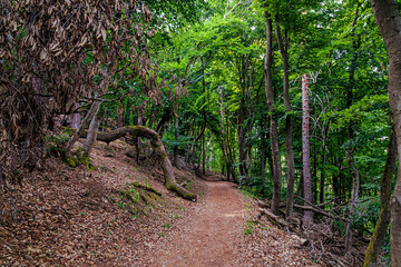 Fototapeta premium Finsterer deutscher Wald