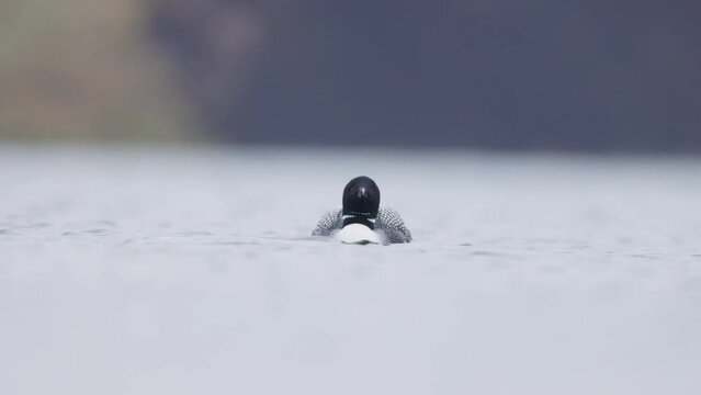 Great Northern Diver Gavia immer swimming. Common loon on lake Myvatn in Iceland close up