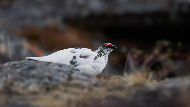 Rock Ptarmigan Lagopus muta walking on a lava field in Northern Iceland