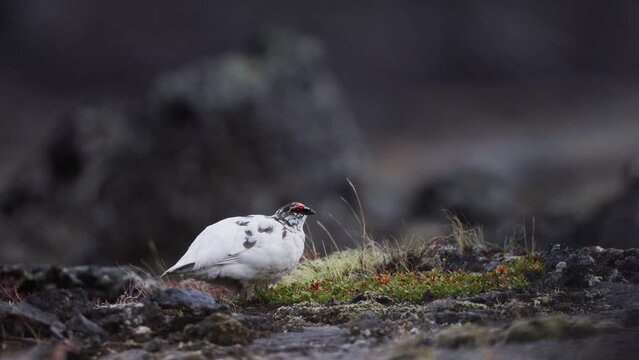 Rock Ptarmigan Lagopus muta walking on a lava field in Northern Iceland