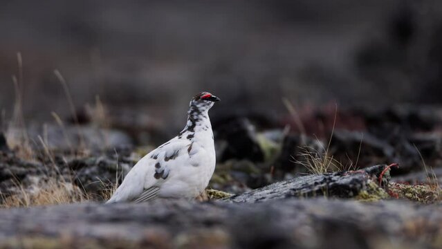 Rock Ptarmigan Lagopus muta walking on a lava field in Northern Iceland