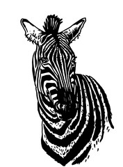 Vector portrait of zebra looking right isolated on white, graphical element