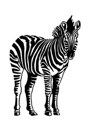 Vector zebra standing isolated on white background,graphical sketch