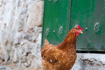 A Brown Rooster On The Street in Front Of a Green Door on Stone Wall